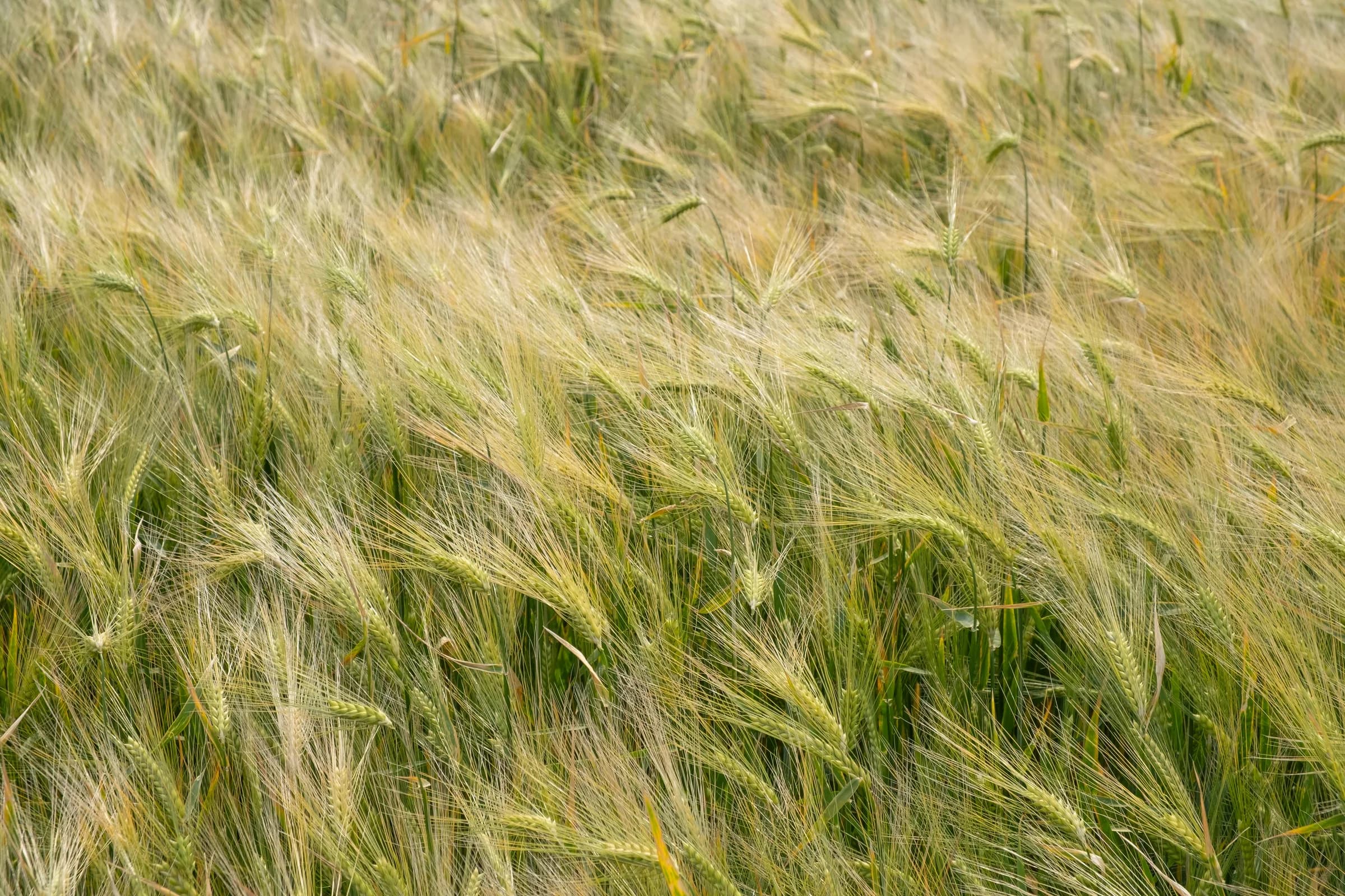 Barley field swaying in the breeze