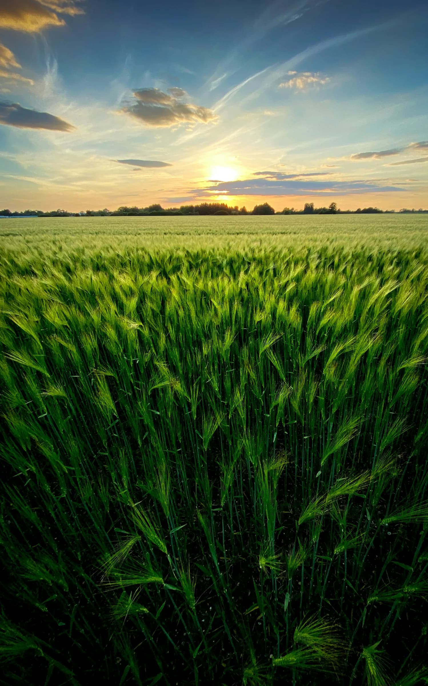 Barley at late spring sunset, Cambridge
