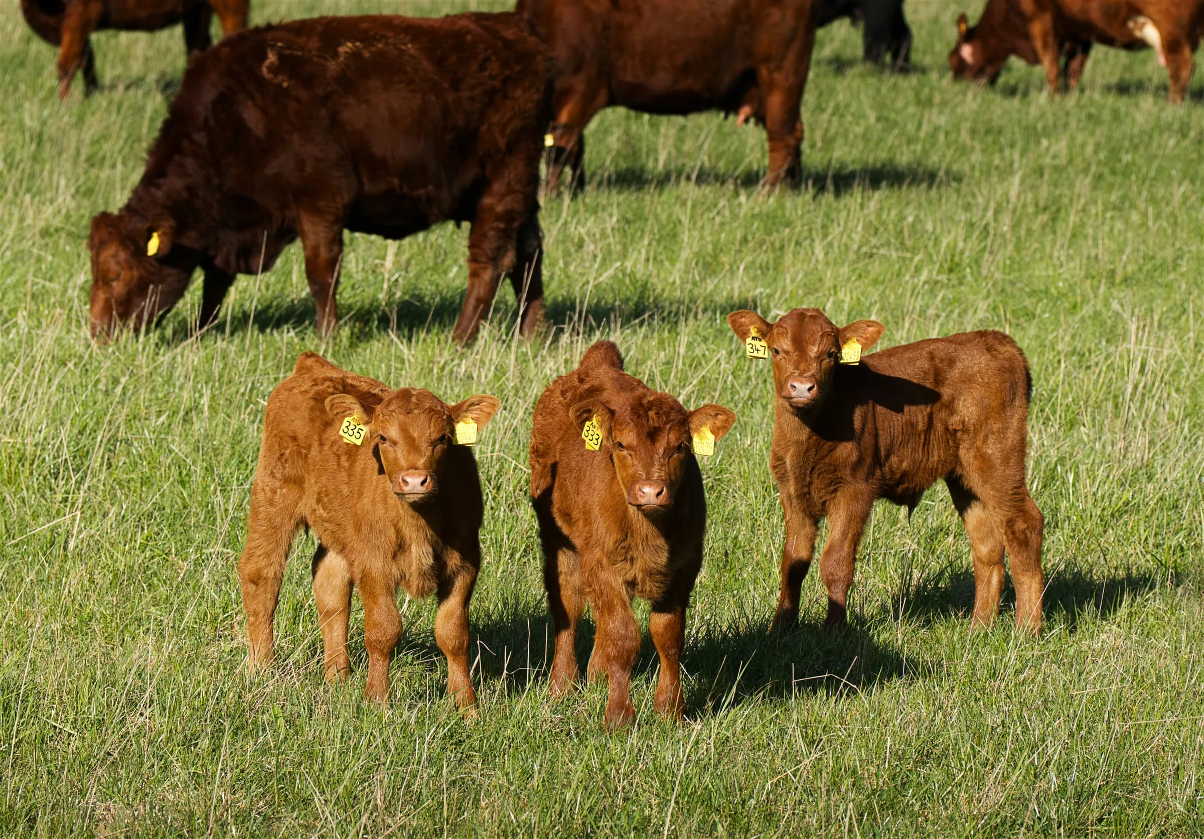 Cows and calves grazing in a green pasture, Cotswolds