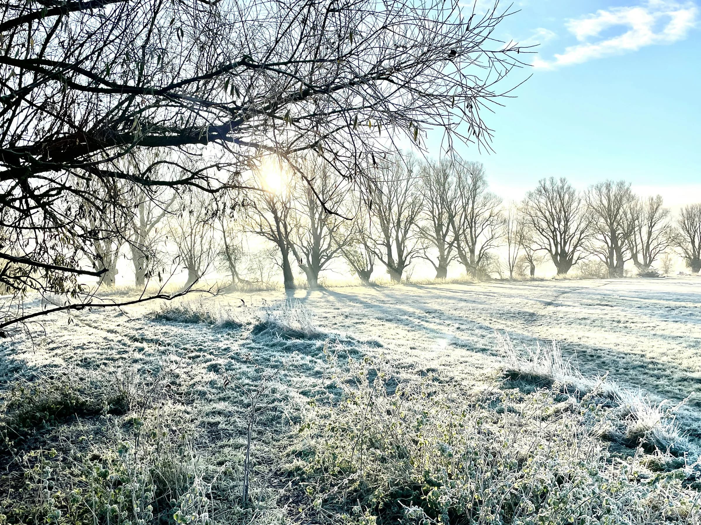 Frosty winter field with bare trees, St Ives