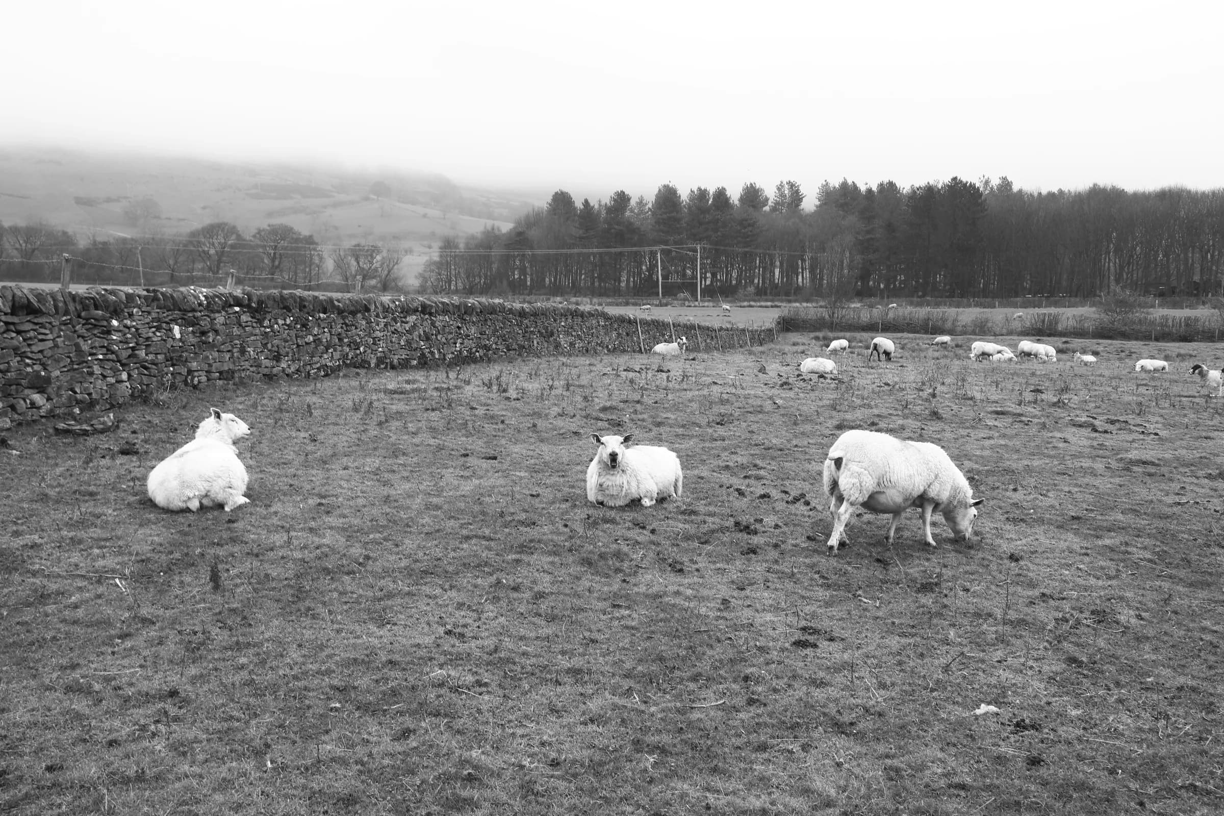 Sheep resting and grazing in a misty field, Peak District