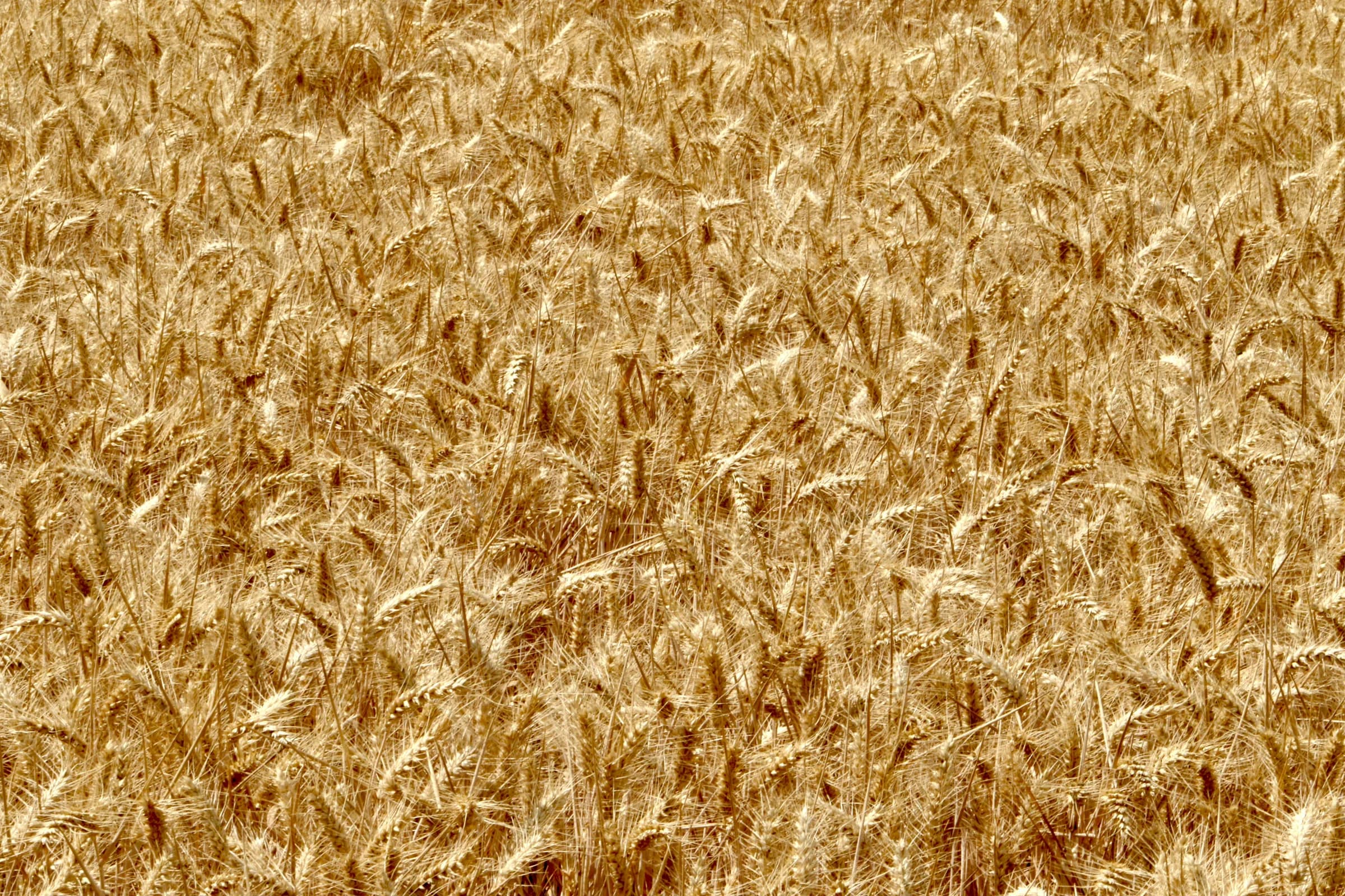 Wheat field, Oxfordshire